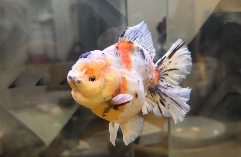 出一條精品種魚級(jí)泰獅