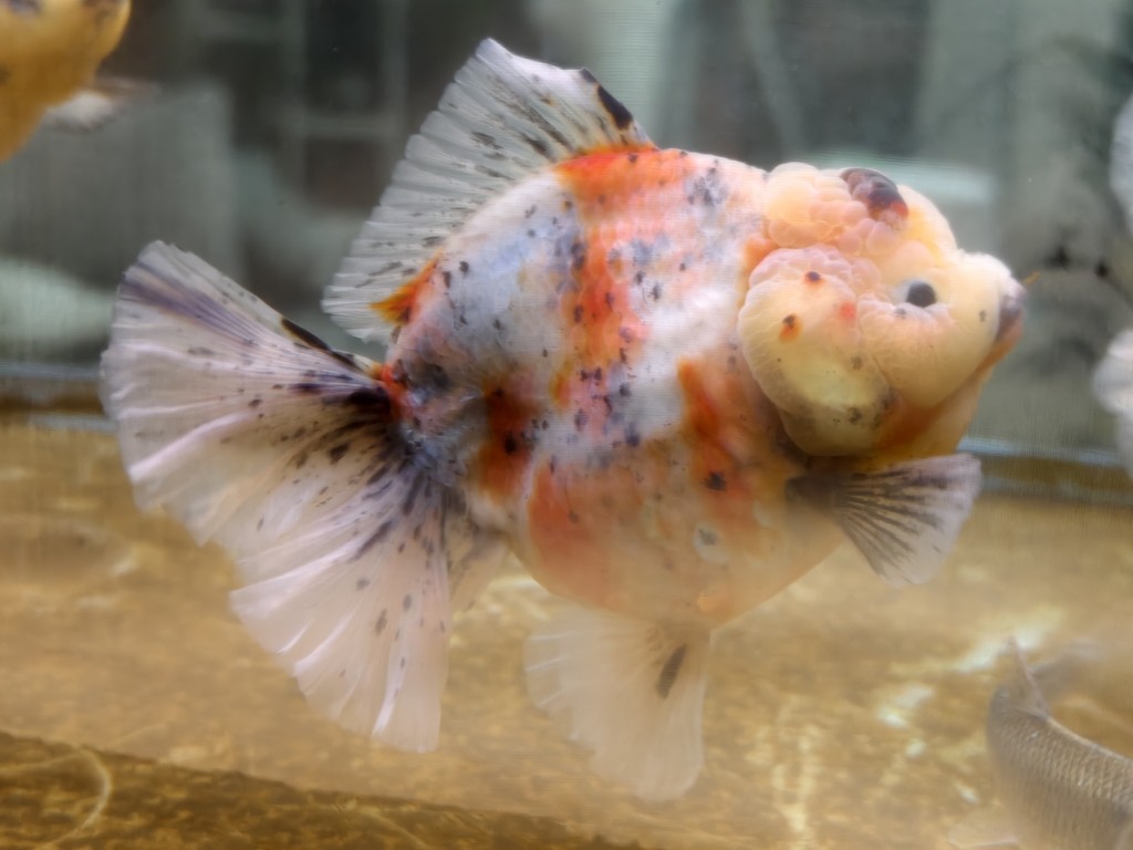 出一條精品種魚級(jí)泰獅