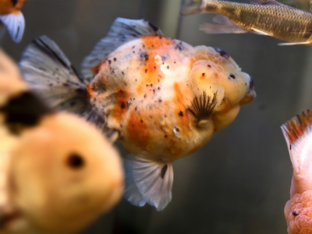 出一條精品種魚級(jí)泰獅