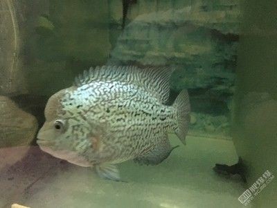 60的魚缸適合養羅漢嗎：羅漢魚的飼養尺寸