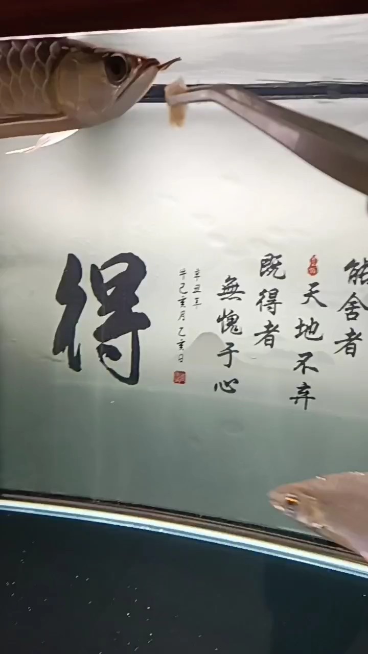 小金到家第43天