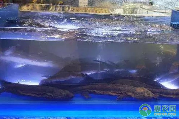 金曼龍魚最忌三種顏色，飼養者必須注意的色彩禁忌
