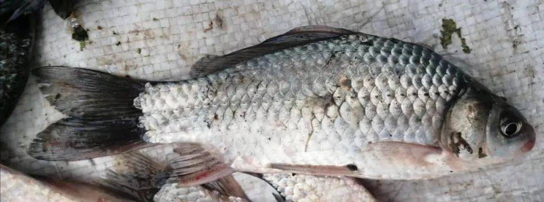 金曼龍魚為什么追逐打架？揭秘背后的原因與解決方法