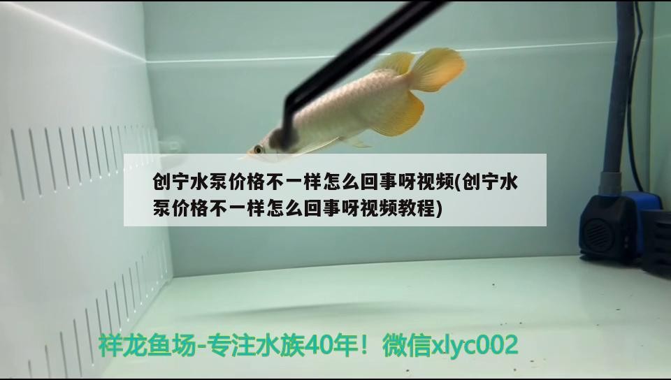 創寧水泵價格不一樣怎么回事呀視頻(創寧水泵價格不一樣怎么回事呀視頻教程)