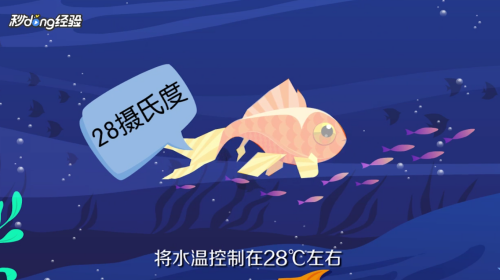 金龍魚最佳5種配魚，打造和諧共生的水族箱環境