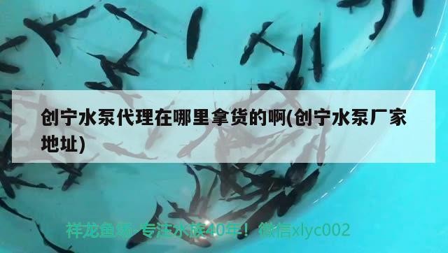創寧水泵代理在哪里拿貨的啊(創寧水泵廠家地址) 創寧水泵代理在哪里拿貨的啊(創寧水泵廠家地址) 創寧水族