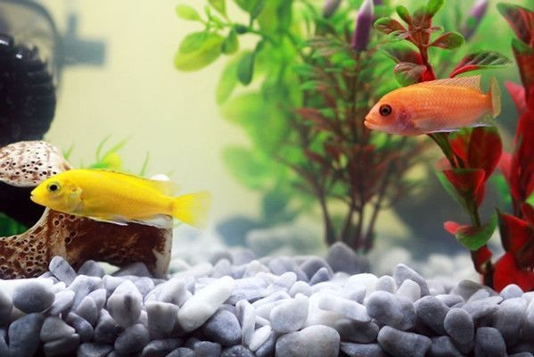 森森魚缸hst2000ad怎么關閉自動燈 森森魚缸hst2000ad怎么關閉自動燈 森森魚缸