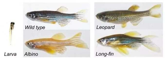 金龍魚怎么喂養(yǎng)？需要注意什么？