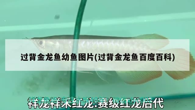 過背金龍魚幼魚圖片(過背金龍魚百度百科) 過背金龍魚幼魚圖片(過背金龍魚百度百科) 金龍魚百科
