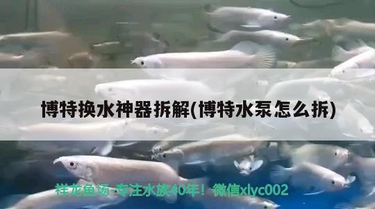 博特?fù)Q水神器拆解(博特水泵怎么拆)