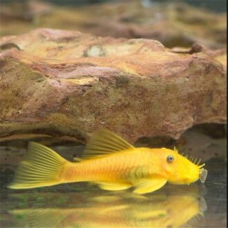 正紅眼和酒紅眼白子魟魚：正紅眼和酒紅眼白子魟魚在眼睛上有所不同，飼養要求上沒有顯著差異