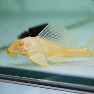 正紅眼和酒紅眼白子魟魚：正紅眼和酒紅眼白子魟魚在眼睛上有所不同，飼養要求上沒有顯著差異