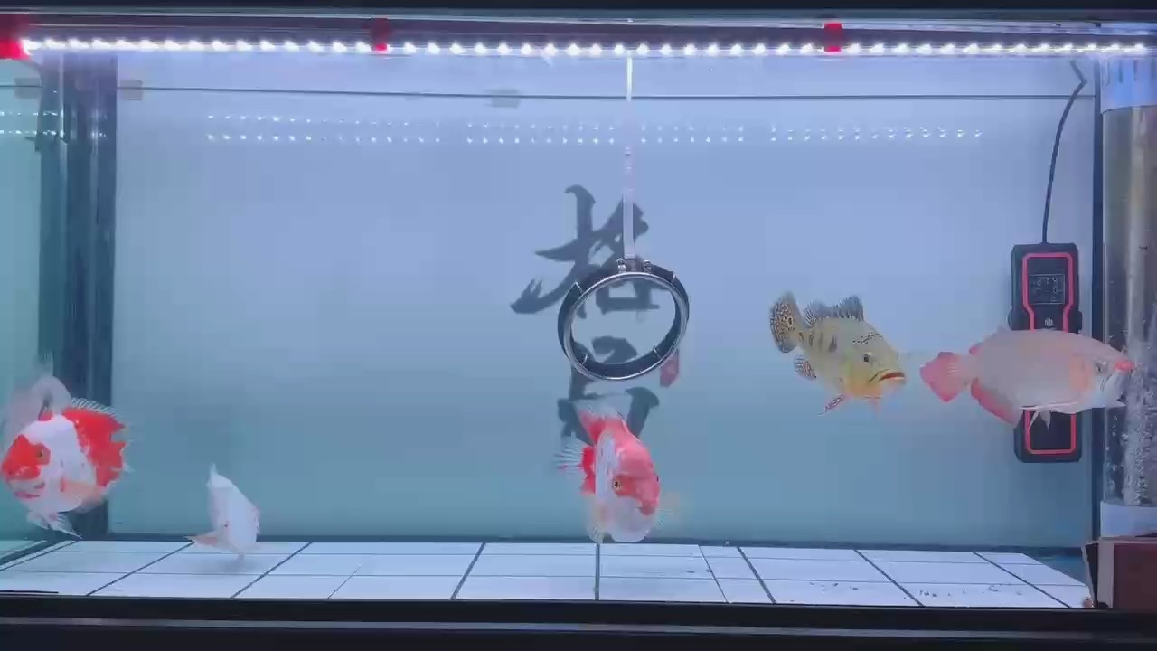 沒有主角[ciya][ciya]