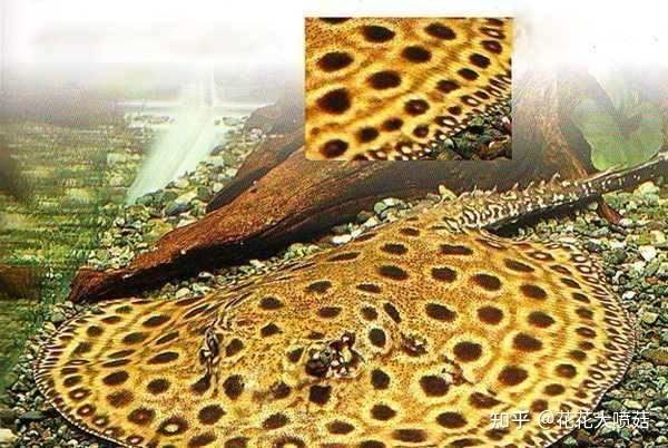 魟魚表面白色膜狀物是什么原因：魟魚表面出現(xiàn)白色膜狀物可能是由于水質(zhì)問題、疾病感染和其他因素引起的