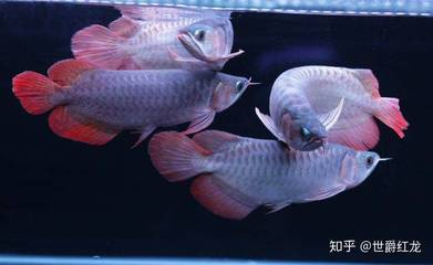 金龍魚一只眼睛有白膜？別慌！可能是蒙眼病，教你如何診斷與治療