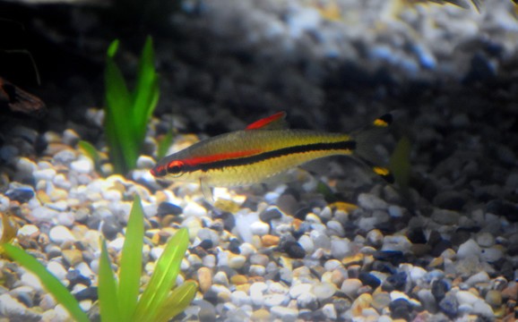 金龍魚(yú)一星期喂一次的科學(xué)喂養(yǎng)指南與注意事項(xiàng)