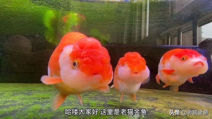 金龍魚眼睛有白膜怎么治？病因分析與治療方法詳解