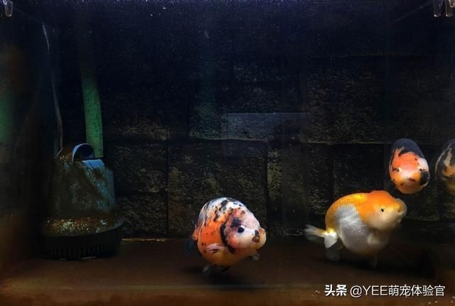 除魚缸褐藻的螺：嘩仔說魚番外篇第十期:觀賞螺魚缸除藻排行榜第十期