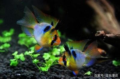 金龍魚為什么最好，探索其卓越品質(zhì)與獨(dú)特魅力