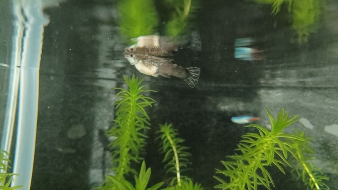 孔雀魚生病了嗎
