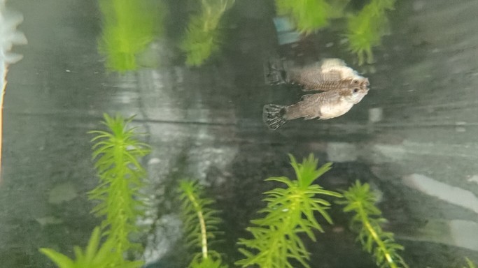 孔雀魚生病了嗎