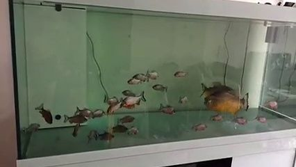 養虎魚水位多高：養虎魚的水位高度應該在50-80厘米之間 養虎魚水位多高：養虎魚的水位高度應該在50-80厘米之間 虎魚百科 第3張