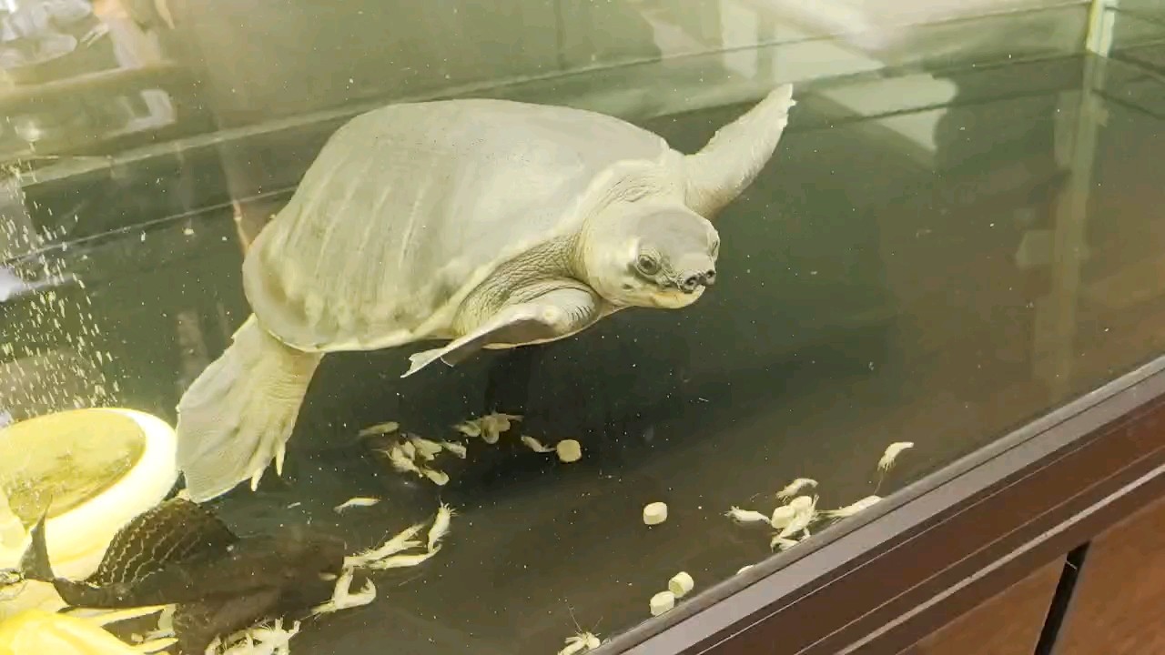 玄武進餐