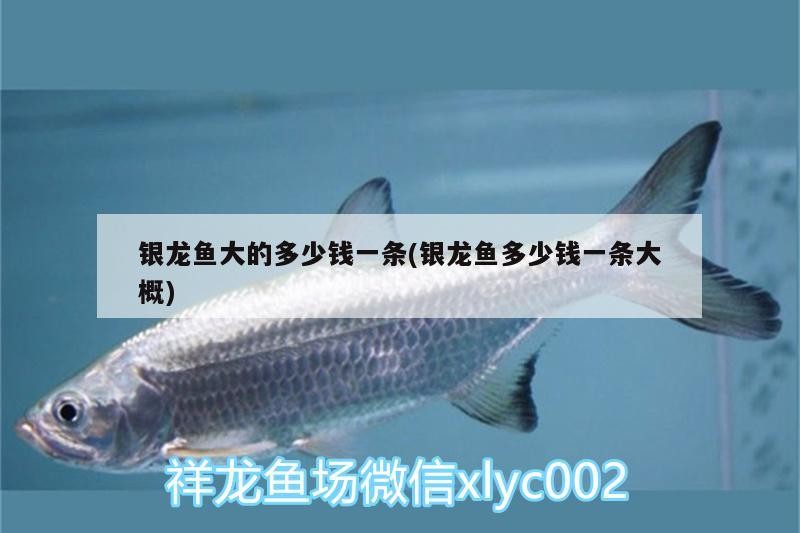 銀龍魚大的多少錢一條(銀龍魚多少錢一條大概)
