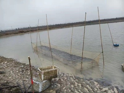 金龍魚收購黃馬甲？揭秘背后真相與行業博弈