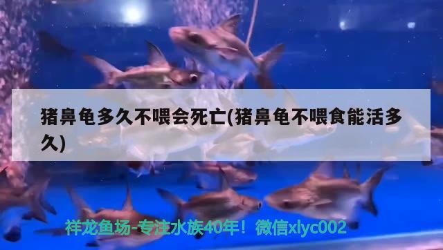 豬鼻龜多久不喂會死亡(豬鼻龜不喂食能活多久)