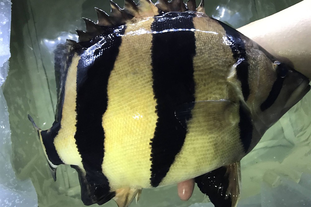 印尼虎和泰虎有什么區別：印尼虎和泰虎有什么區別印尼虎和泰虎有什么區別