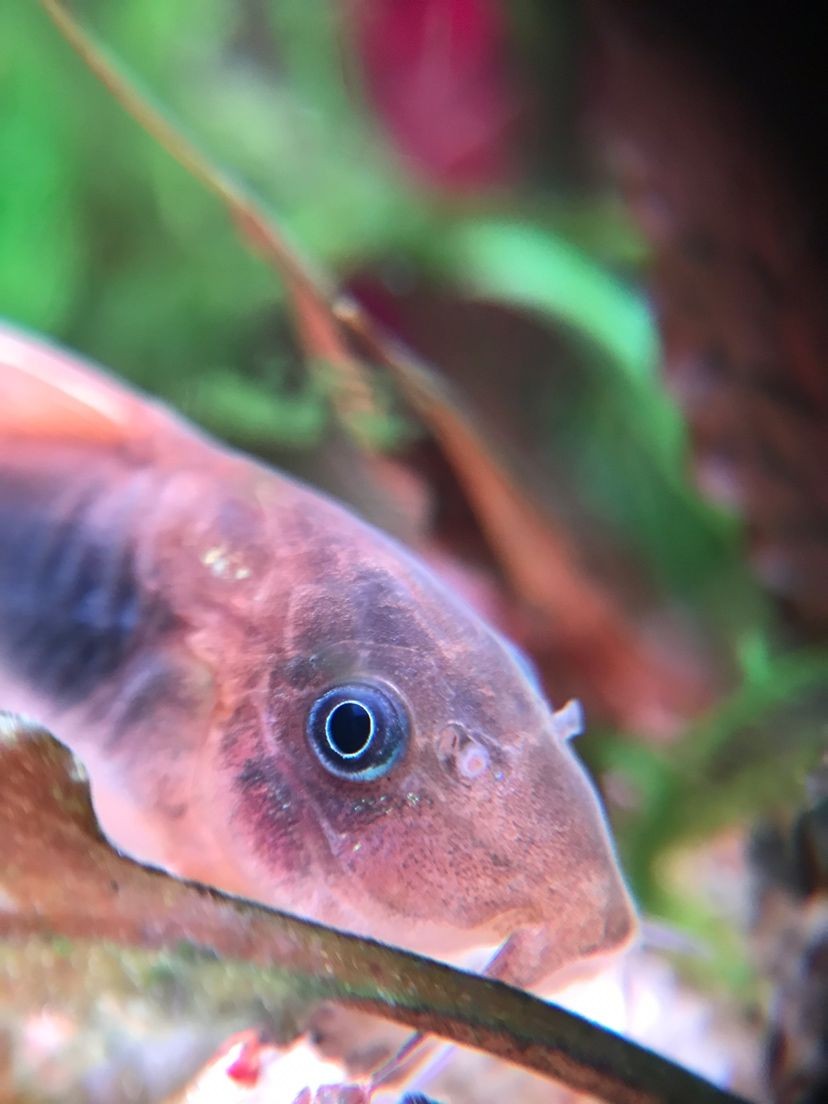 豐澤區(qū)后坂源源水族店