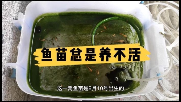 金龍魚認主人的表現，從陌生到親密的奇妙互動