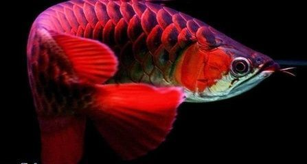 紅龍魚混養幾條：紅龍魚混養打架預防紅龍魚混養風水講究紅龍魚混養風水講究