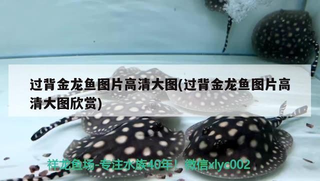 過(guò)背金龍魚(yú)圖片高清大圖(過(guò)背金龍魚(yú)圖片高清大圖欣賞)