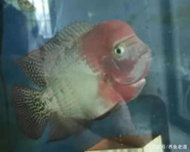 60魚缸養(yǎng)什么魚好看：60厘米的魚缸適合養(yǎng)什么魚？