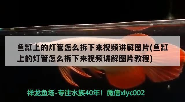 詳細(xì)閱讀:魚(yú)缸上的燈管怎么拆下來(lái)視頻講解圖片(魚(yú)缸上的燈管怎么拆下來(lái)視頻講解圖片教程) 魚(yú)缸上的燈管怎么拆下來(lái)視頻講解圖片(魚(yú)缸上的燈管怎么拆下來(lái)視頻講解圖片教程)