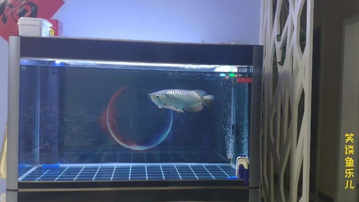 金龍魚爛尾最怕三個東西，養(yǎng)魚人必看！