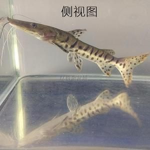金龍魚爛尾用什么藥治療好？全面解析治療方法與預防措施
