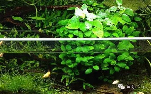 水族箱水草養護技巧，基本的水草養護技巧