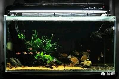 水族箱水草養護技巧，基本的水草養護技巧
