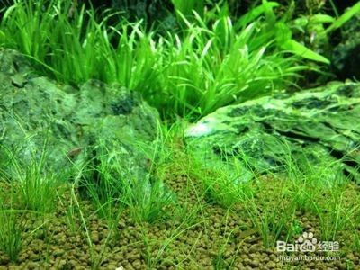 水族箱水草養護技巧，基本的水草養護技巧