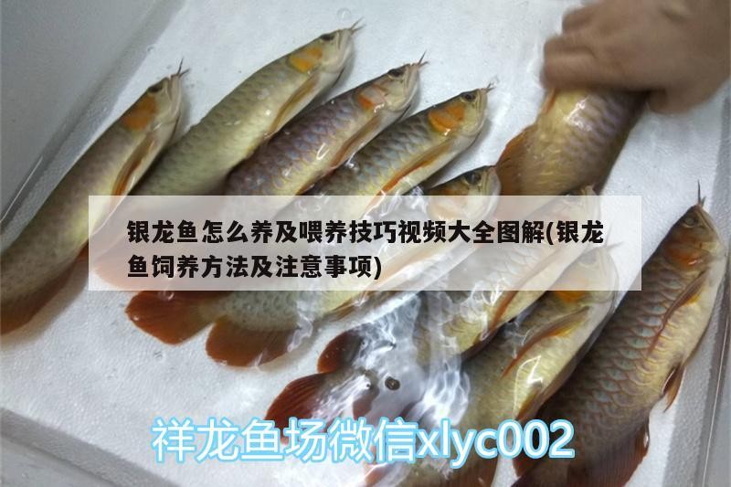 銀龍魚怎么養及喂養技巧視頻大全圖解(銀龍魚飼養方法及注意事項)