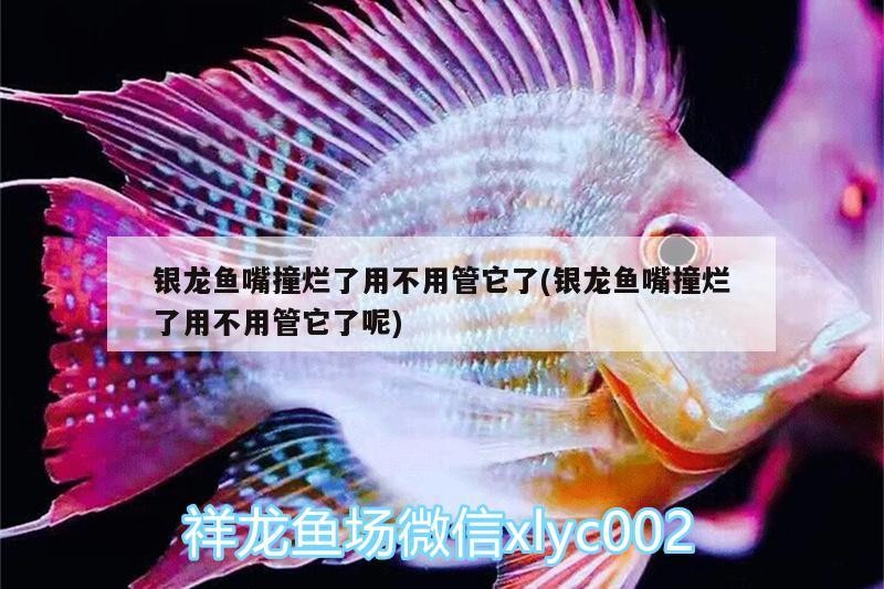 祥龍魚場金龍魚的特點是什么? 龍魚百科 第2張 祥龍魚場金龍魚的特點是什么? 祥龍魚場金龍魚的特點是什么? 龍魚百科 第2張