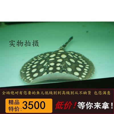 魟魚半套與皇冠的區(qū)別:半套魟魚與皇冠的區(qū)別 魟魚百科 第2張 魟魚半套與皇冠的區(qū)別:半套魟魚與皇冠的區(qū)別 魟魚半套與皇冠的區(qū)別:半套魟魚與皇冠的區(qū)別 魟魚百科 第2張
