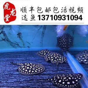 魟魚半套與皇冠的區(qū)別：半套魟魚與皇冠的區(qū)別 魟魚半套與皇冠的區(qū)別：半套魟魚與皇冠的區(qū)別 魟魚百科 第3張