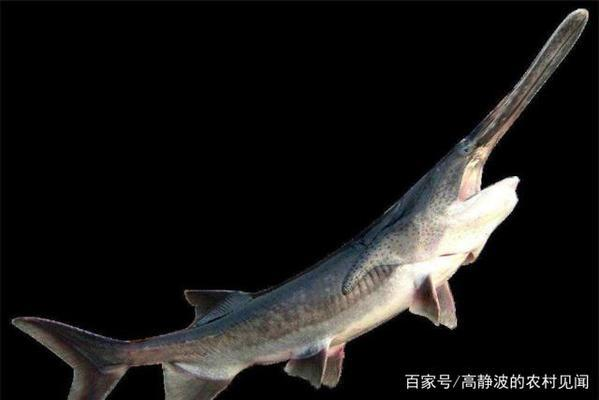 金龍魚與紅龍魚，兩大龍魚品種的全面對比