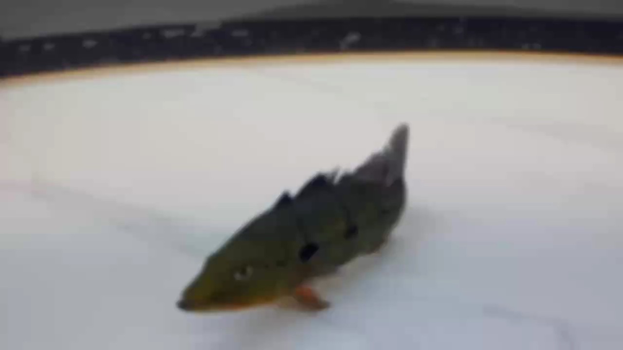 就這…… 就這…… 龍魚論壇