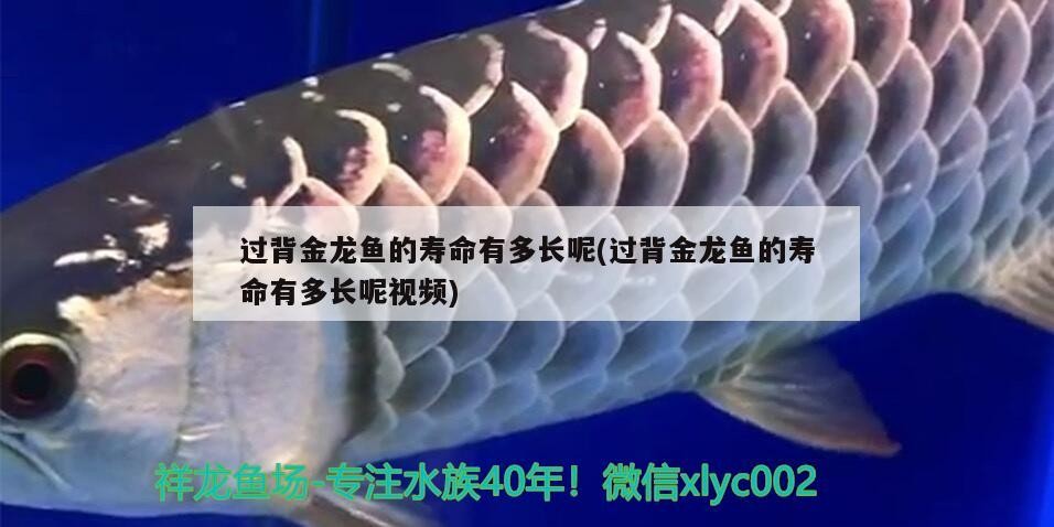 過背金龍魚的壽命有多長呢(過背金龍魚的壽命有多長呢視頻)