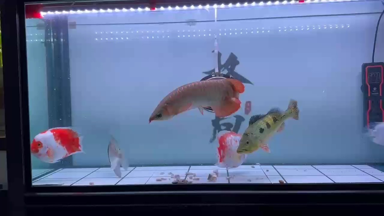 自助餐[ciya]
